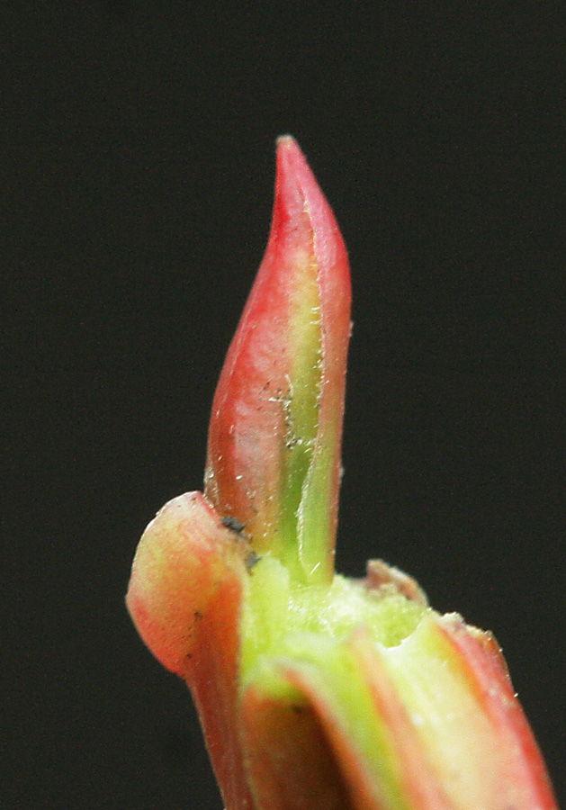 Image of Salix cardiophylla specimen.