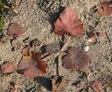 Tussilago farfara