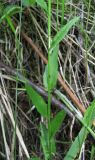 Arabis borealis