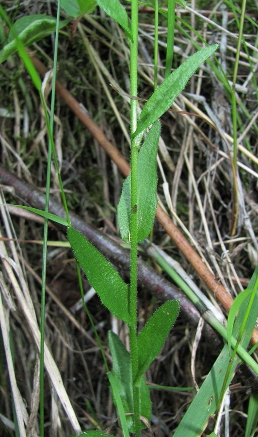 Image of Arabis borealis specimen.