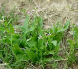 Chorispora tenella. Цветущее растение. Казахстан, Актюбинская обл., Челкарский (Шалкарский) р-н, гора Космурын. 25.04.2011.