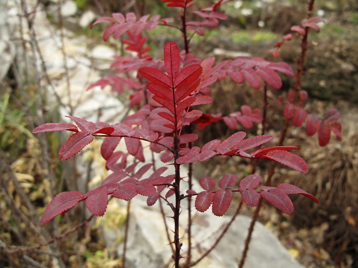 Image of Rosa spinosissima specimen.