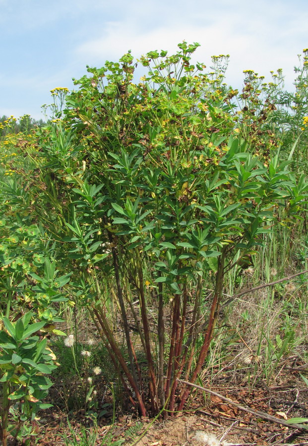 Изображение особи Euphorbia borodinii.