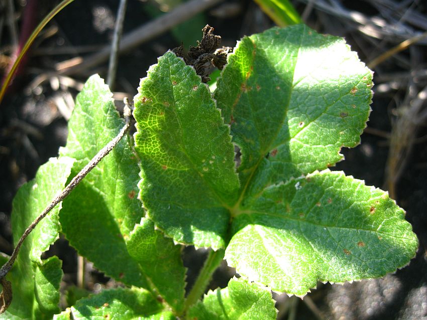 Image of Glehnia litoralis specimen.