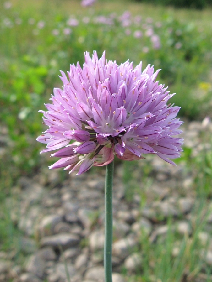 Image of Allium altyncolicum specimen.