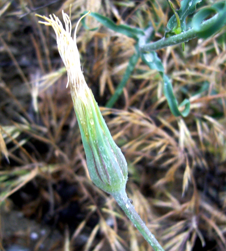 Image of Tragopogon graminifolius specimen.