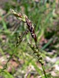 Carex digitata