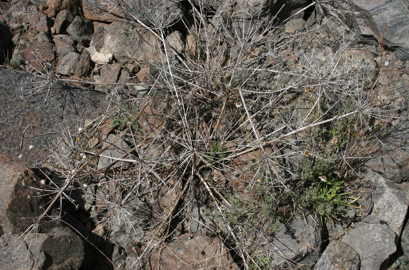 Image of Aulacospermum darwasicum specimen.
