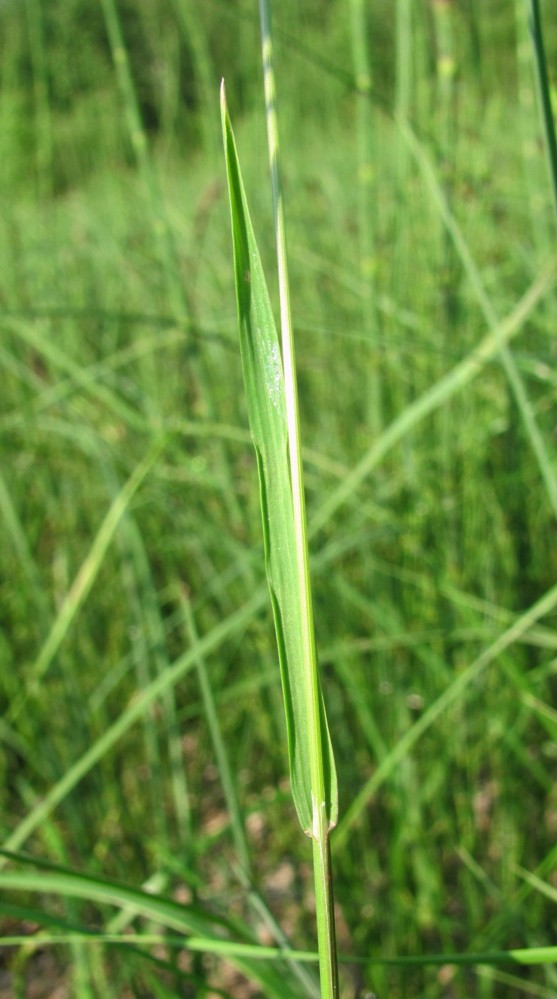 Image of Poa trivialis specimen.