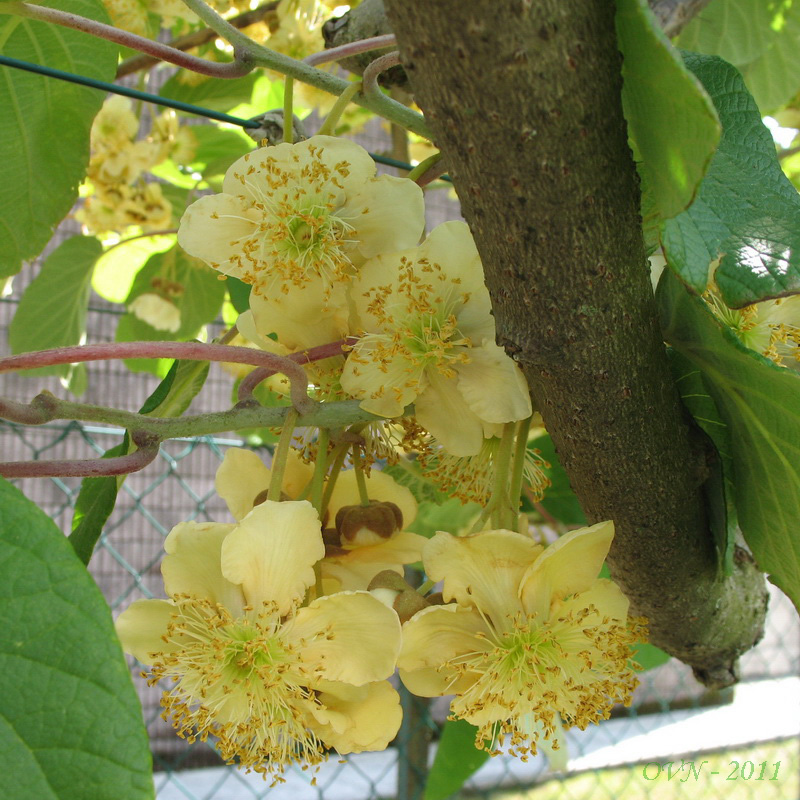 Image of Actinidia chinensis var. deliciosa specimen.