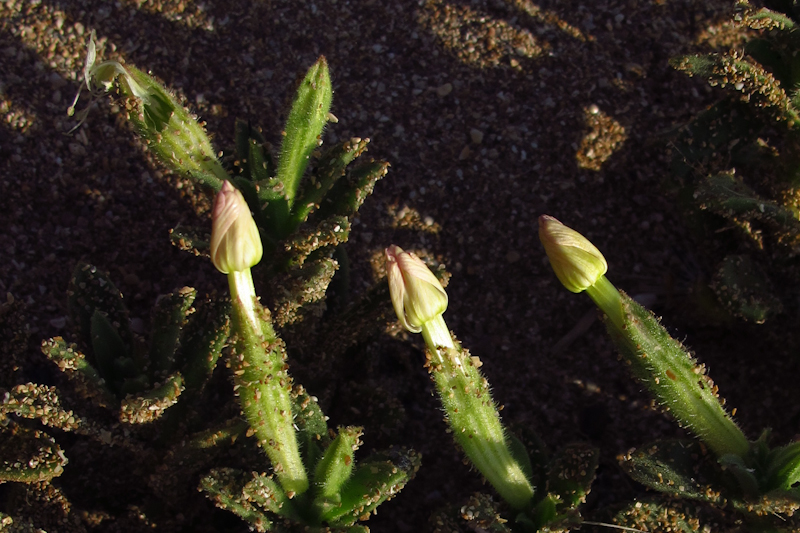 Изображение особи Silene succulenta.