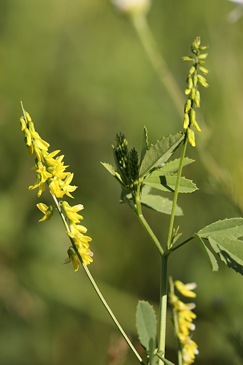 Изображение особи Melilotus officinalis.