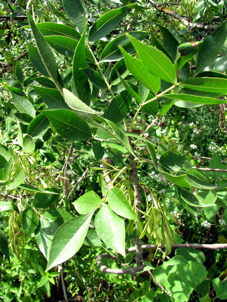Image of Fraxinus pennsylvanica specimen.