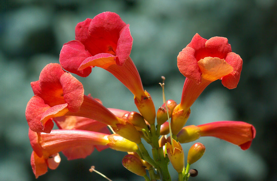 Image of Campsis radicans specimen.