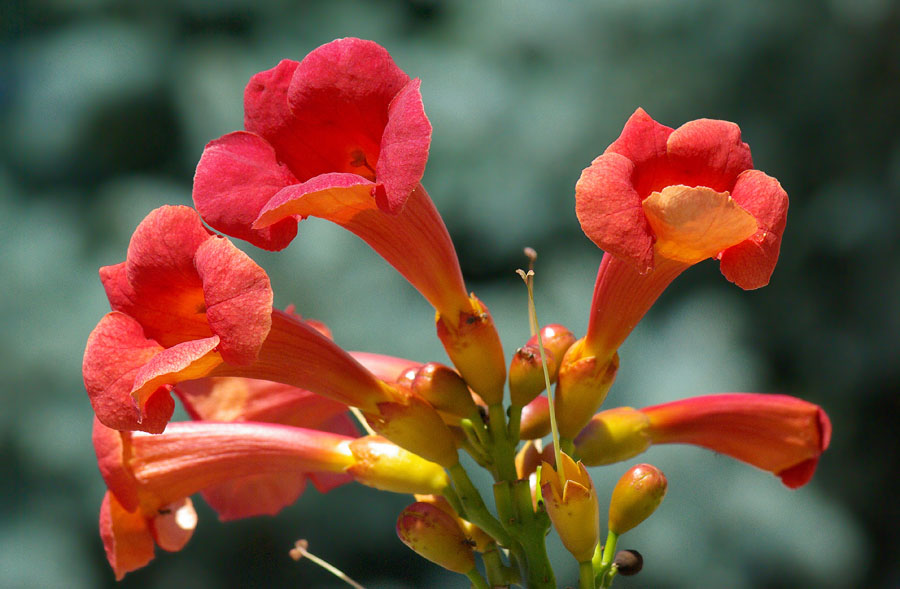 Изображение особи Campsis radicans.