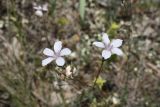 Linum tenuifolium