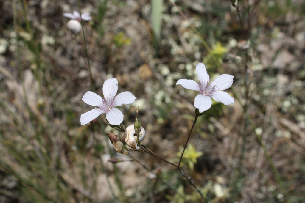 Изображение особи Linum tenuifolium.