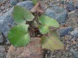 Tussilago farfara