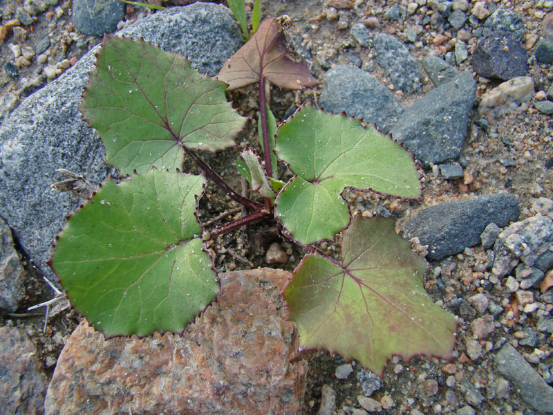 Image of Tussilago farfara specimen.