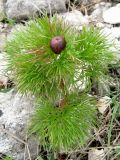 Paeonia tenuifolia