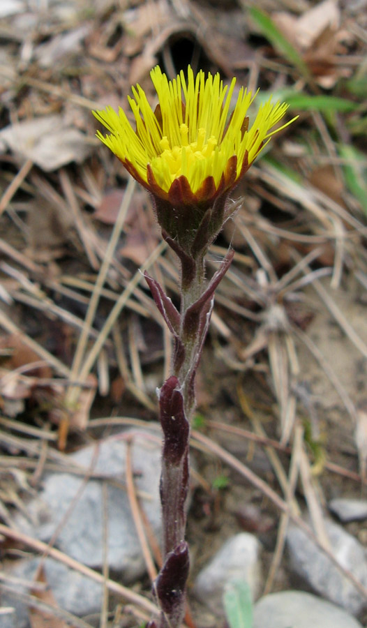 Image of Tussilago farfara specimen.