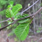 Alnus incana. Часть веточки с молодыми листьями. Свердловская обл., окр. г. Североуральск, р-н скал Три Брата, берег р. Вагран. 26.05.2011.