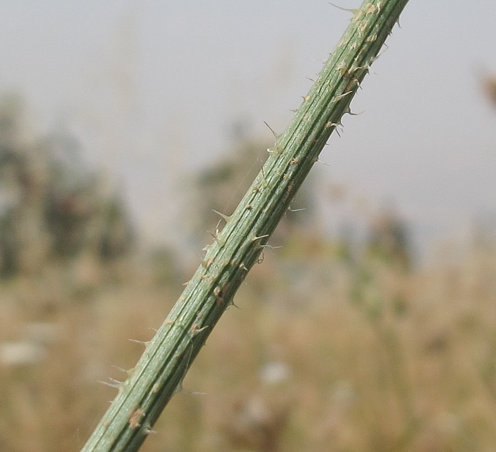 Изображение особи Daucus broteri.