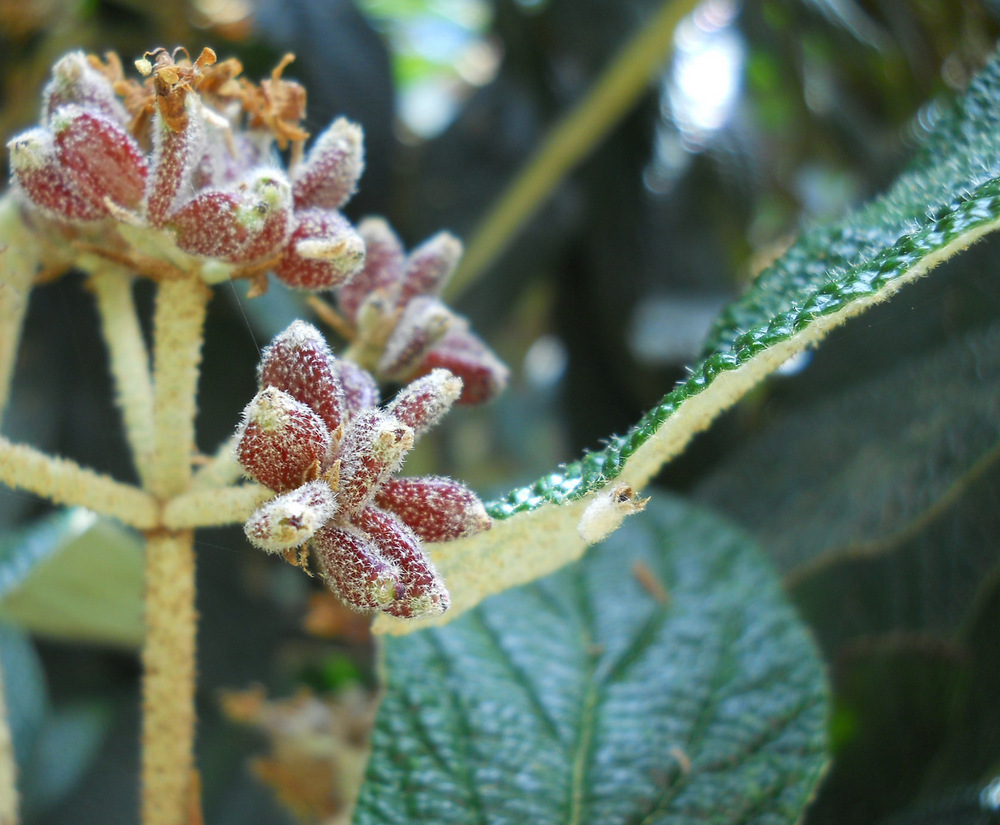 Изображение особи Viburnum rhytidophyllum.