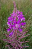 Chamaenerion angustifolium. Верхняя часть соцветия с цветками и завязавшимися плодами. Курская обл., Железногорский р-н, с. Разветье, поле. 3 августа 2007 г.
