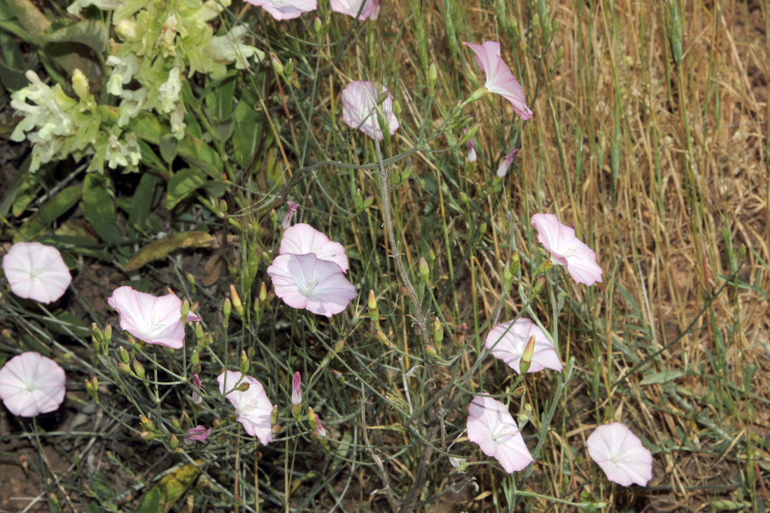 Изображение особи Convolvulus pseudocantabrica.