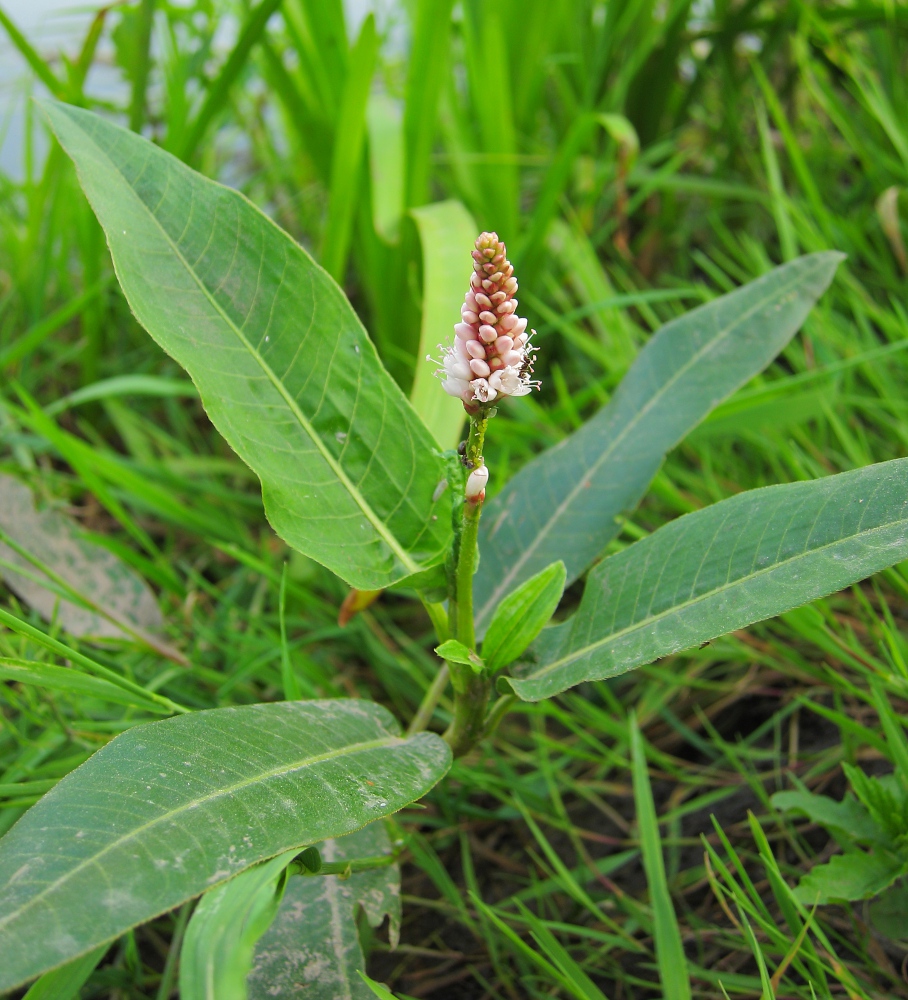 Изображение особи Persicaria amphibia.