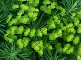 Euphorbia cyparissias