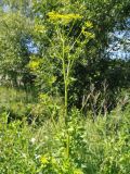 Pastinaca sylvestris