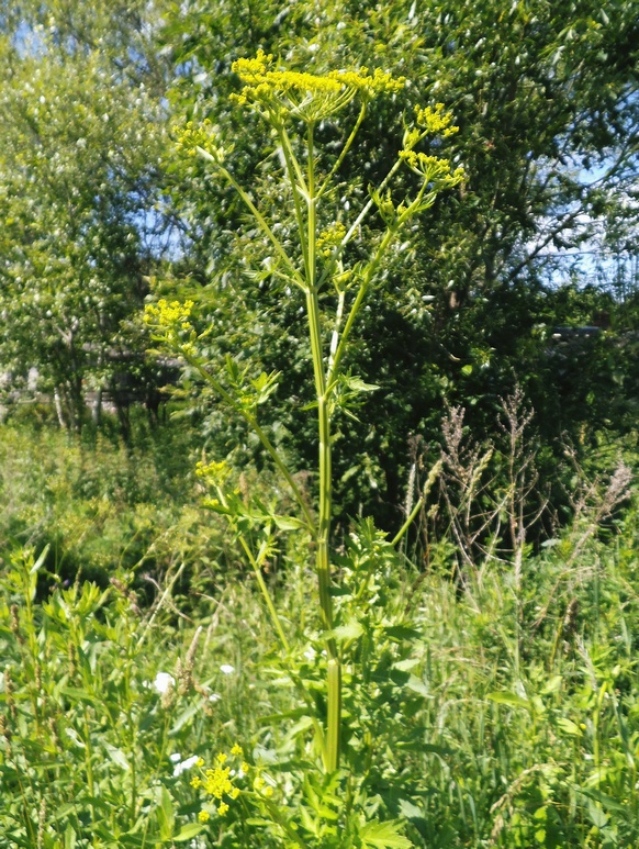 Изображение особи Pastinaca sylvestris.