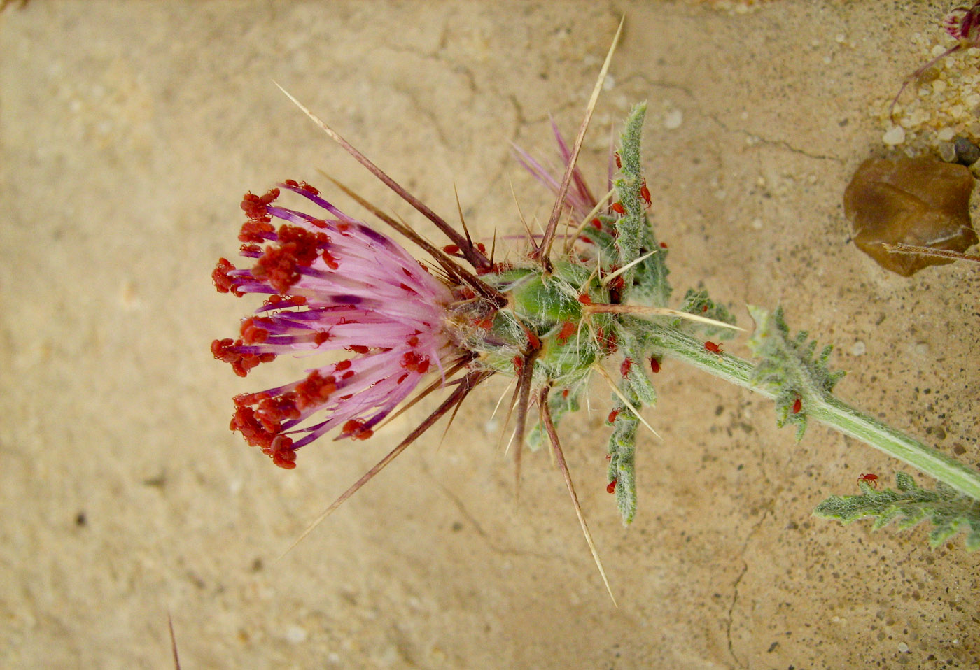 Image of Centaurea eryngioides specimen.