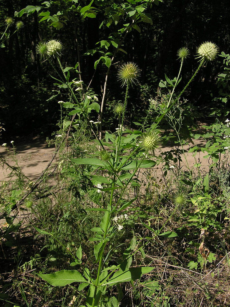 Изображение особи Dipsacus strigosus.