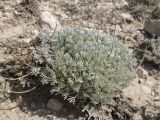 Artemisia caucasica. Растения, растущие в сообществе с Alyssum obtusifolium (побеги в левой части куртины). Украина, Крым, Тарханкутский п-ов, урочище Атлеш, прибрежные скалы. 31.08.2010.