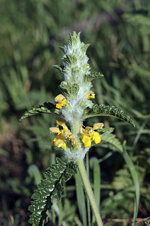 Image of Phlomoides speciosa specimen.