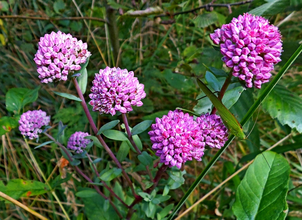 Изображение особи Hylotelephium triphyllum.