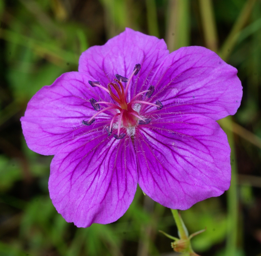 Image of Geranium soboliferum specimen.