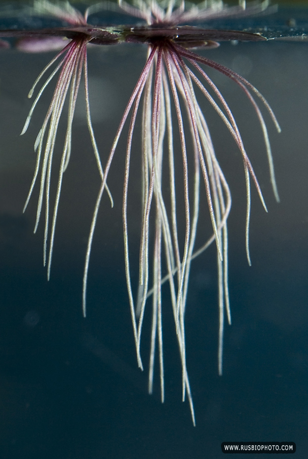 Изображение особи Spirodela polyrhiza.