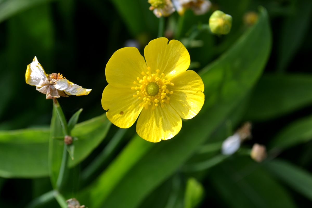 Изображение особи Ranunculus lingua.