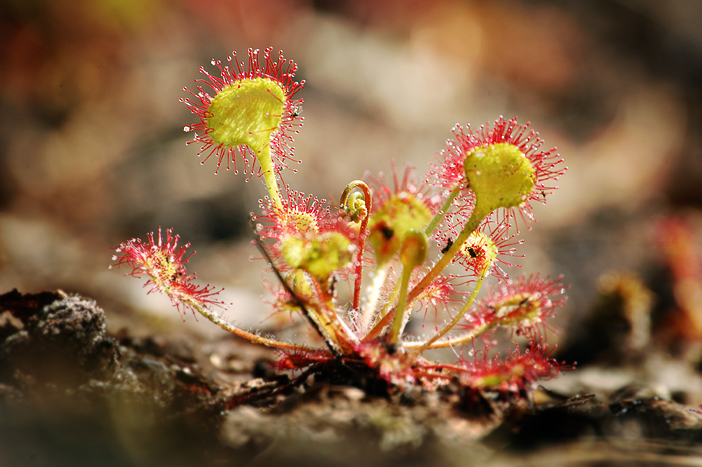 Изображение особи Drosera rotundifolia.