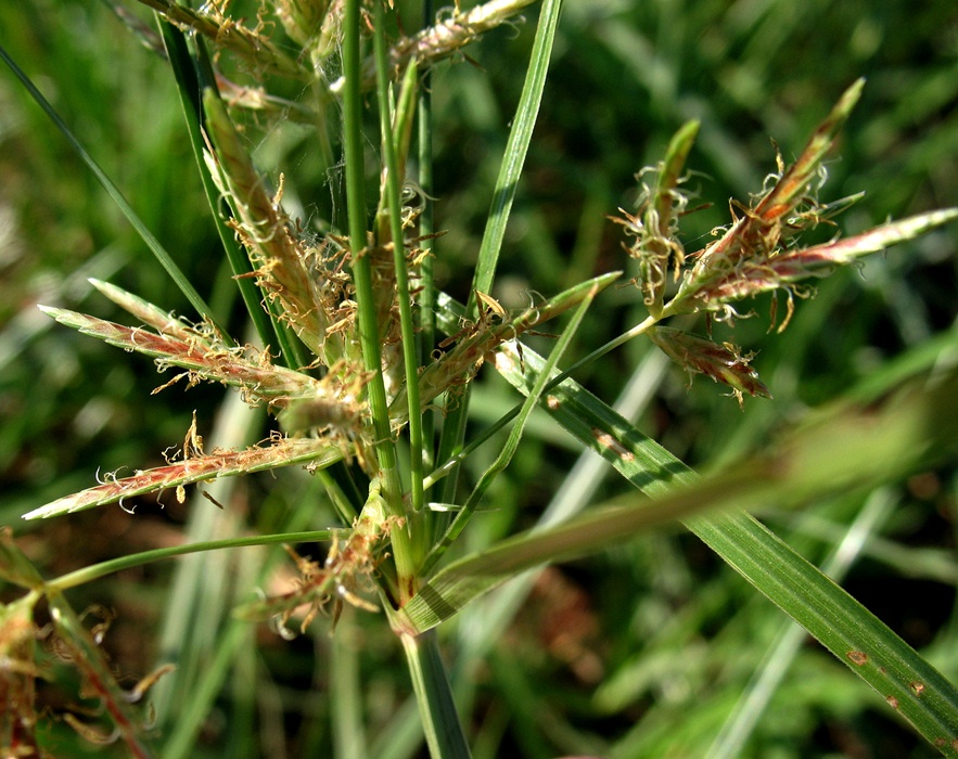 Image of Cyperus rotundus specimen.