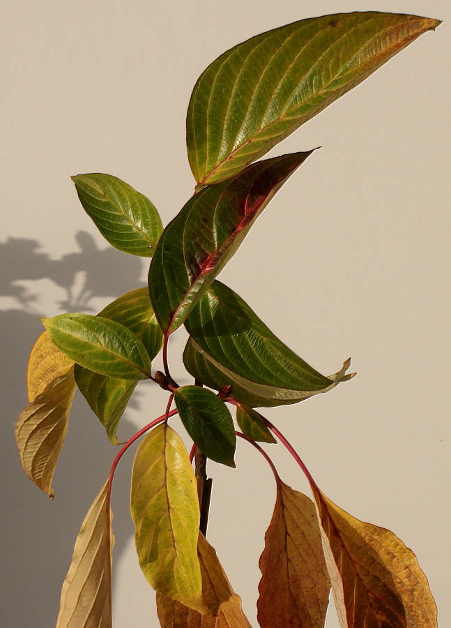 Image of Swida alternifolia specimen.