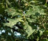 Quercus robur. Верхушка побега с плодами. Москва, Коломенское. 05.08.2012.