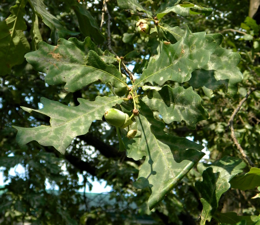 Image of Quercus robur specimen.