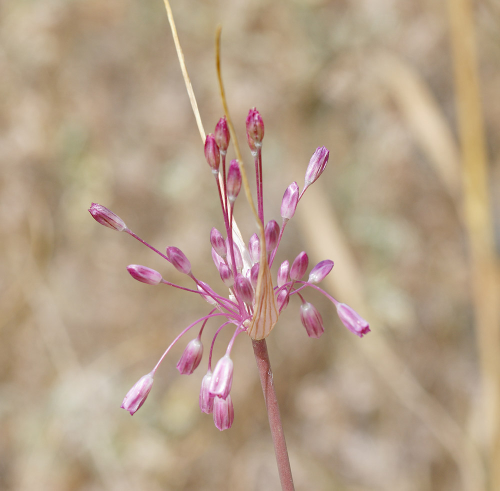 Image of Allium praescissum specimen.