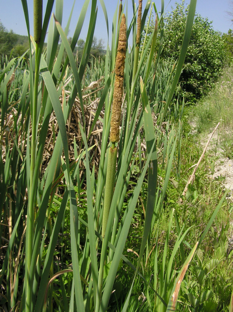 Image of Typha &times; glauca specimen.