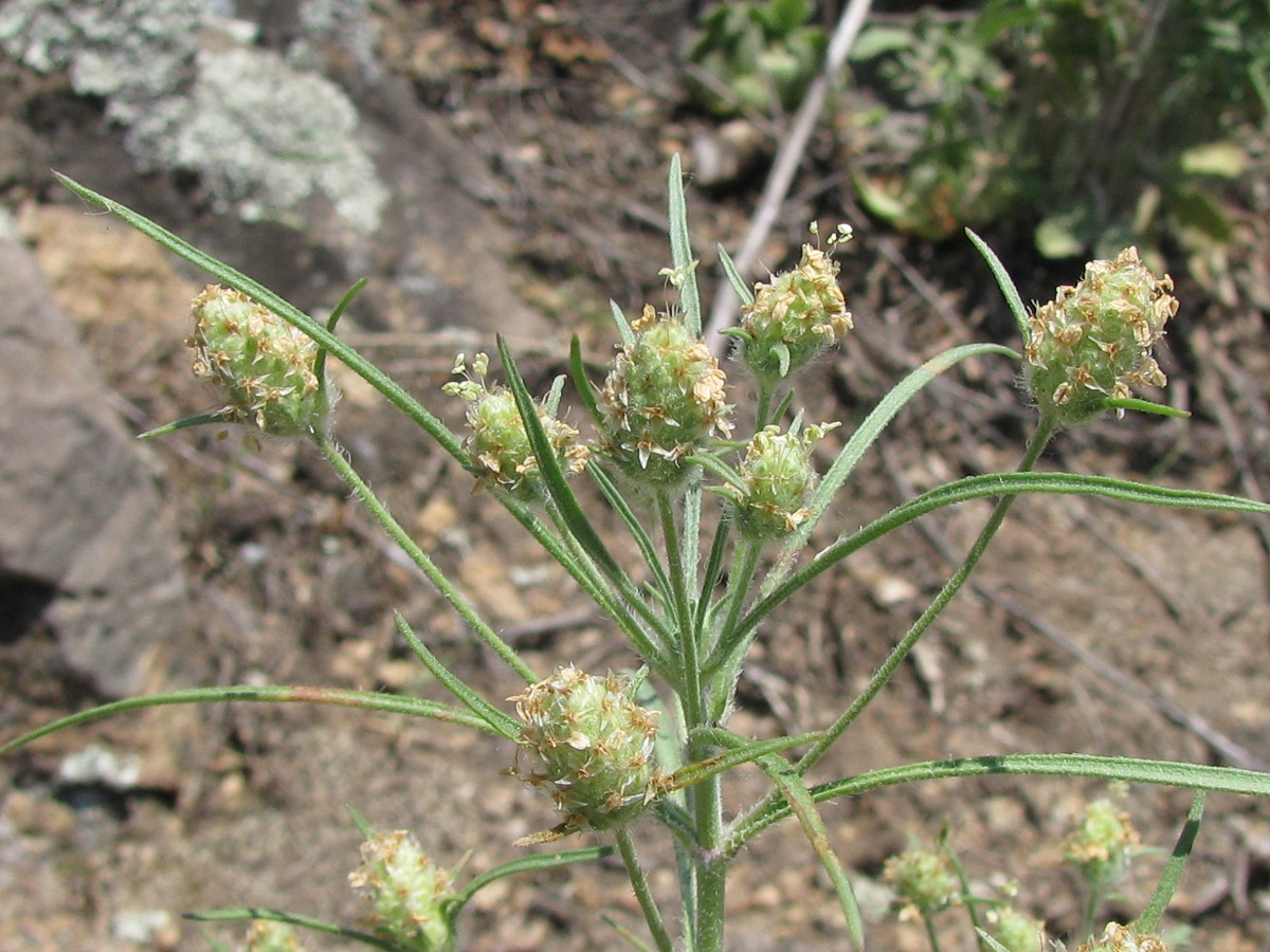 Изображение особи Plantago arenaria.